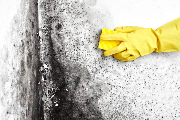 Best Black Mold Removal  in Avon, MN