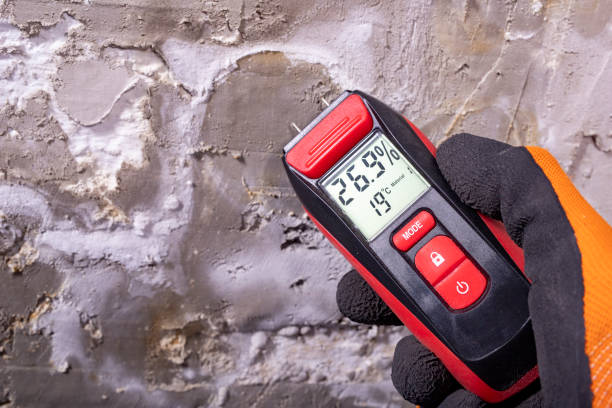 Best Toxic Mold Removal  in Avon, MN