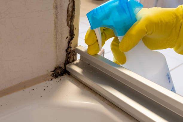 Professional Mold Removal in Avon, MN