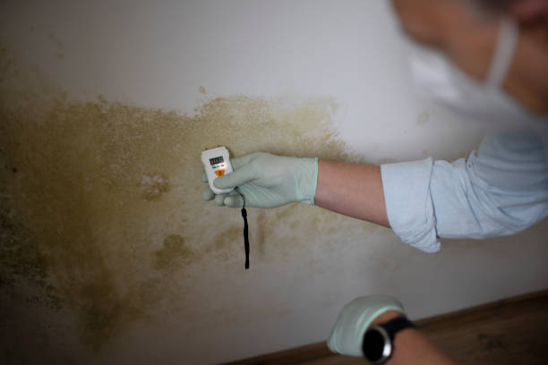 Best Professional Mold Removal  in Avon, MN