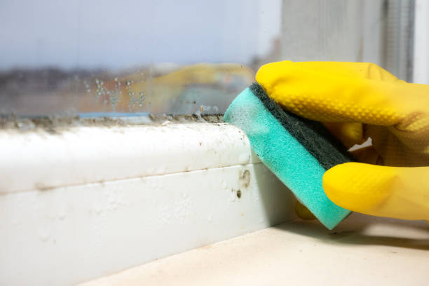Best Office Mold Removal Services  in Avon, MN