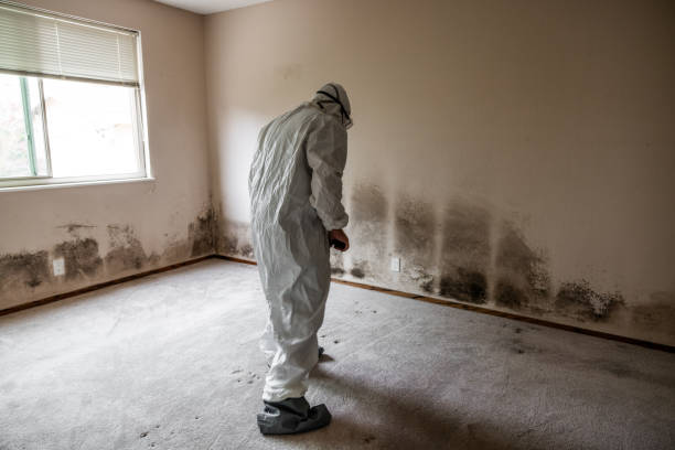 Best Toxic Mold Removal  in Avon, MN