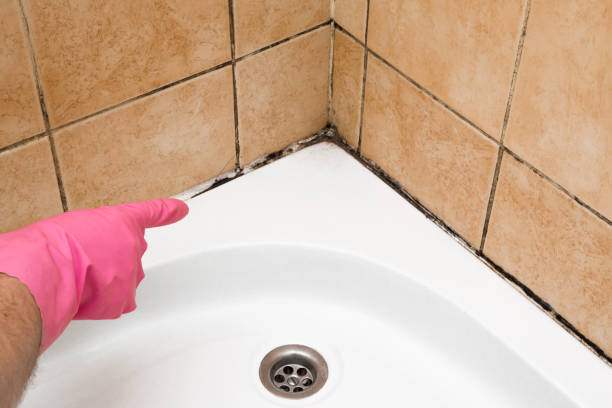 Best Affordable Mold Removal  in Avon, MN